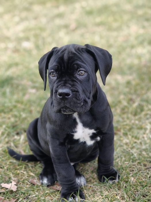 Cane Corso Italiano
