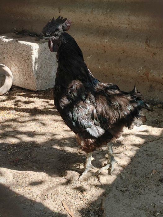 Продам петушка породы Ухейилюй