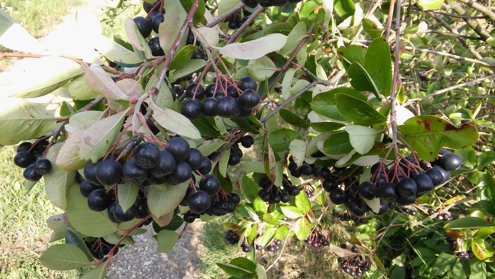 Aronia, owoce naturalne-5kg