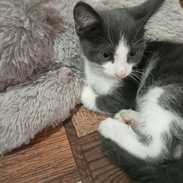 Отдам кота в хорошие руки