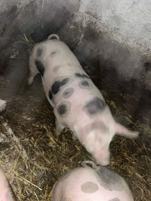 Свині мʼясні  Миколаївська обл