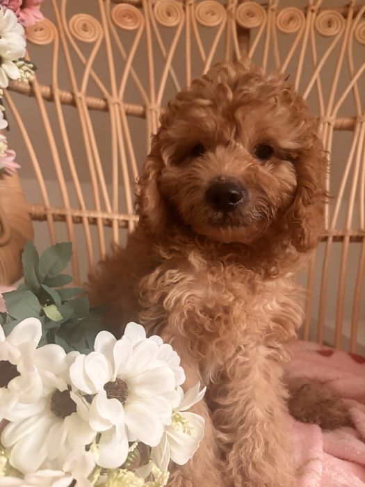 Cavapoo piesek biszkoptowy