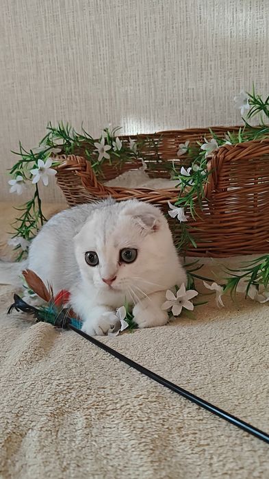 Вислоухие мальчик и девочка серебристые шиншиллы