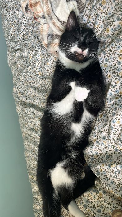 Oddam kota do dobrego domu