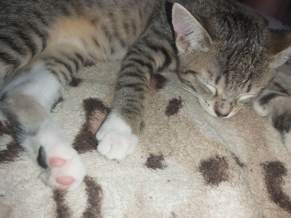 Kocurek do adopcji