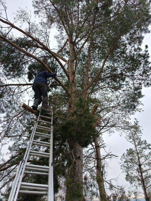 Czyszczenie działek wycinka drzew niwelacje rekultywacja  mulczer