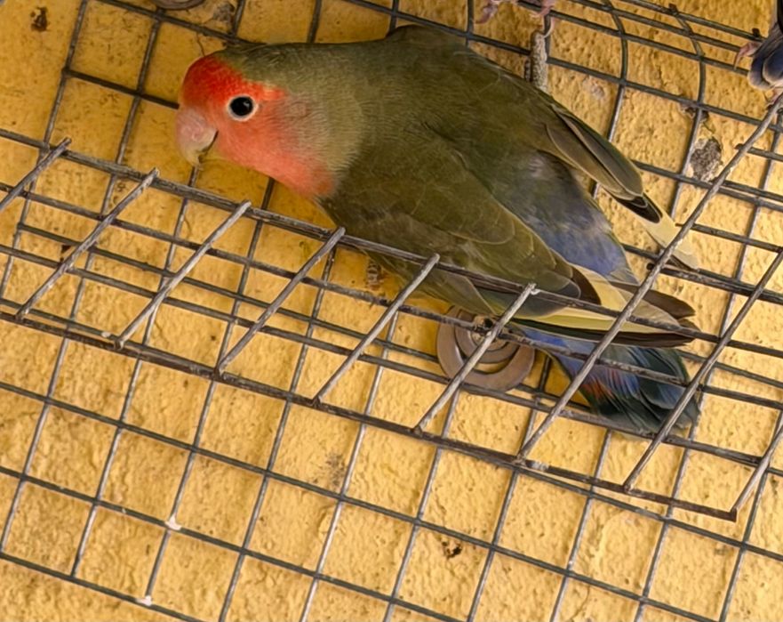Agapornis roseicollis novos