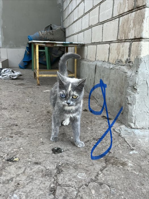 Коты и кошки в добрые руки