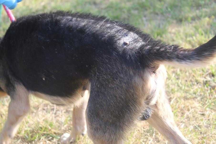 Bandziorek malutki, starszy piesek marzy o ciepłym domu - schronisko