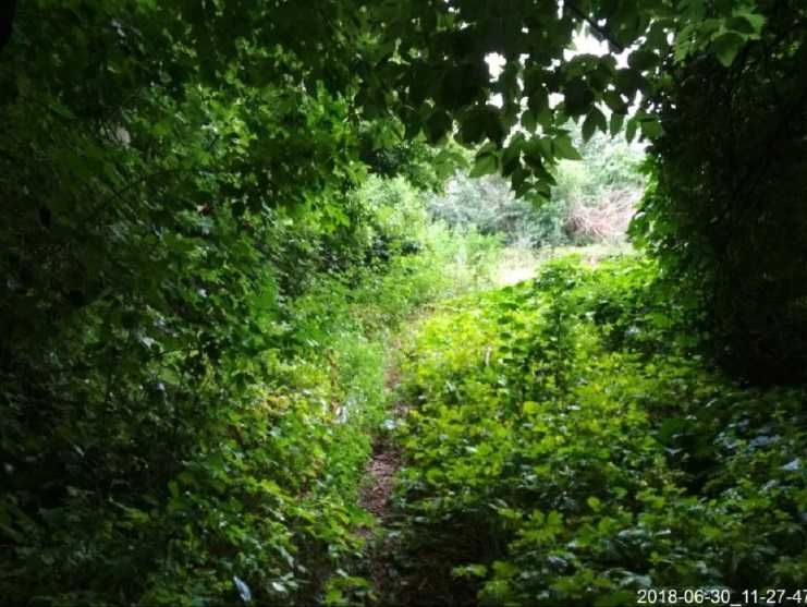 Продажа земельного участка 25 сот. в с.Рожны Киевской обл. 17800$