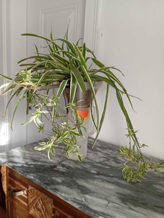 Planta natural Chlorophytum