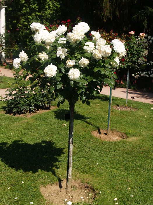 Roseira de copa, árvore (pé alto)