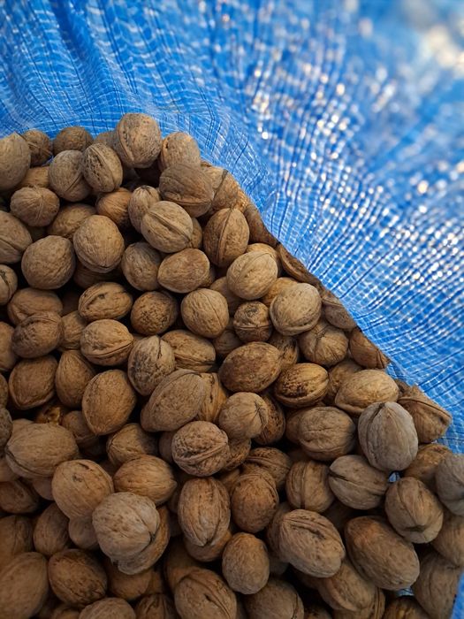 Orzechy włoskie całe
