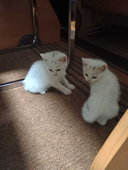 Віддам 2 котиків