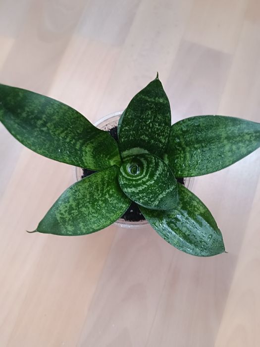 Сансевієрія Ханні