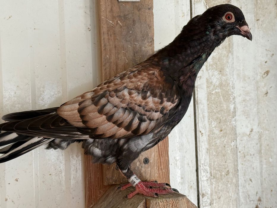 Pombos Toy stencill fill stencill