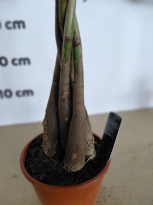 Pachira aquatica, Pachira wodna 70cm WYSYŁKA