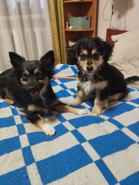 Милі собачки маленької породи.