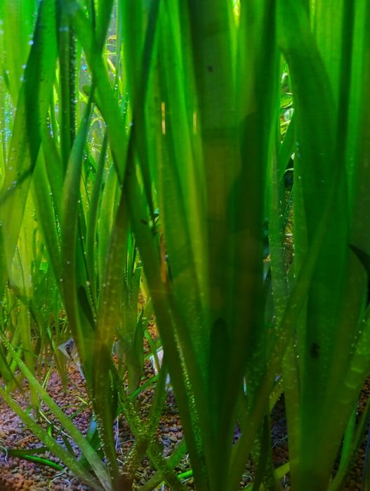 Trawa Valisneria giganta