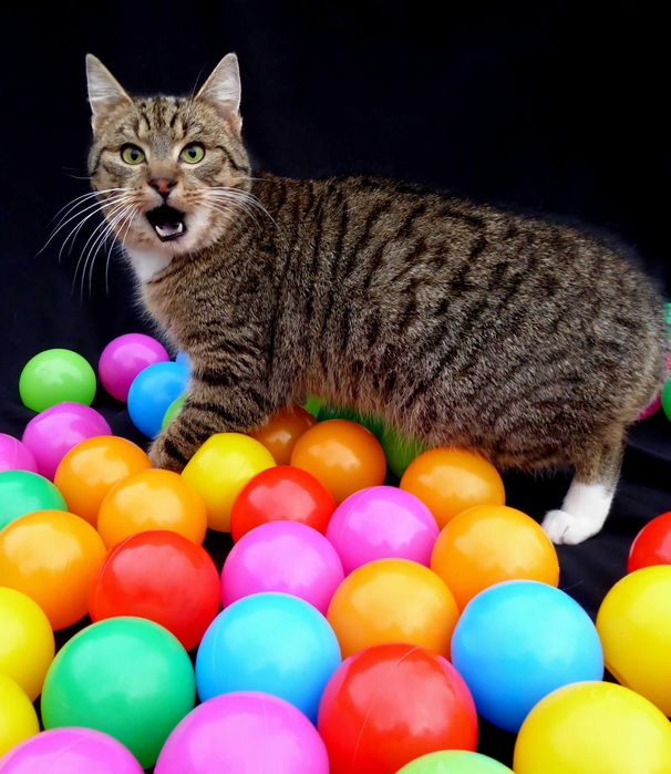 Kotek bez nóżki szuka dobrego domu !