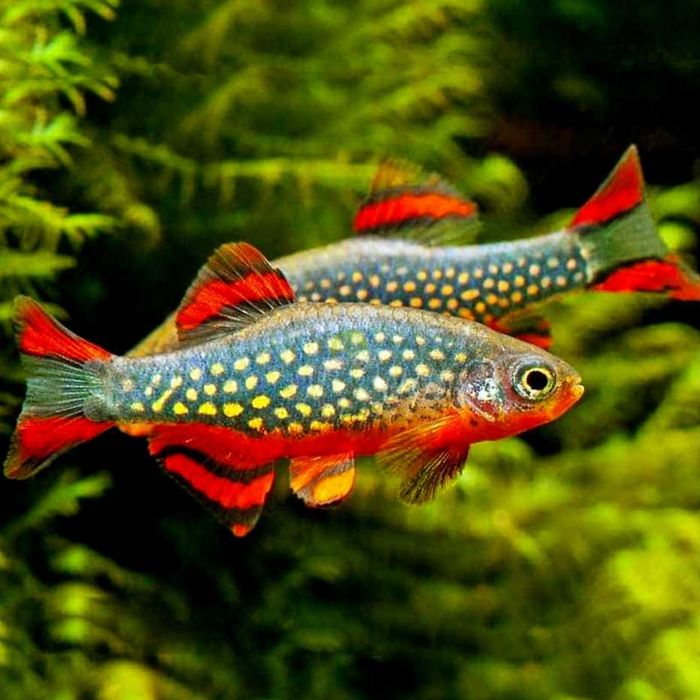 MISIEKZOO Rozbory - Rozbora Galaxy już od 5 zł