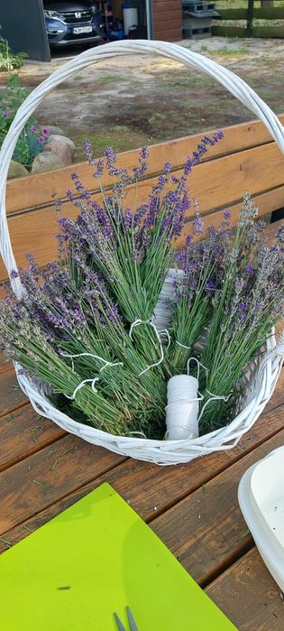 Lawenda bukiety, tegoroczne