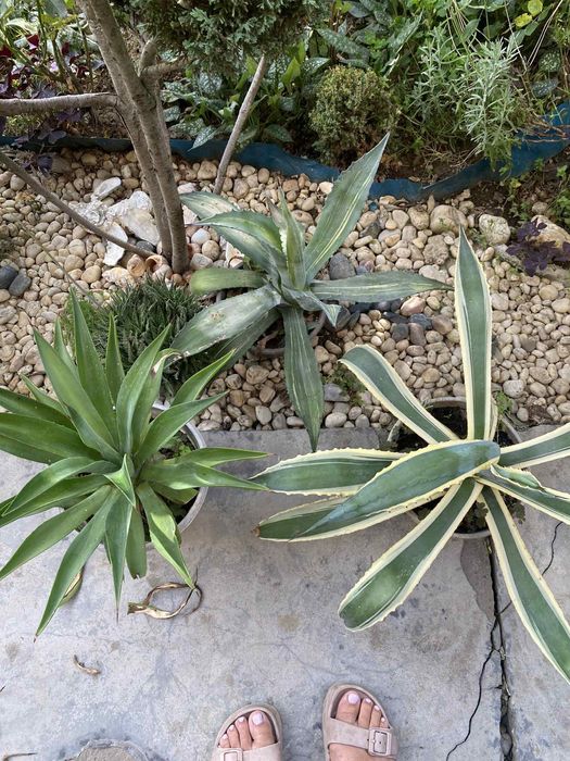 Агава садова не морозостійка