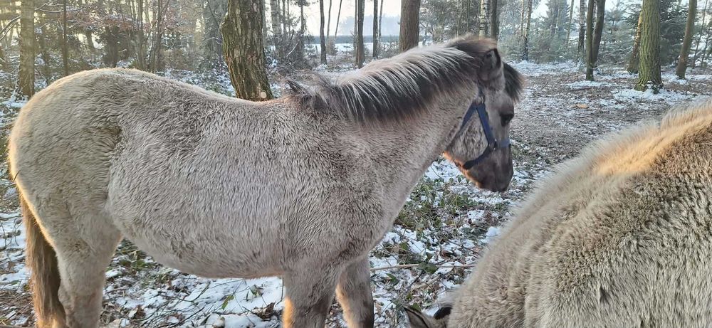 Źrebaki koniki polski