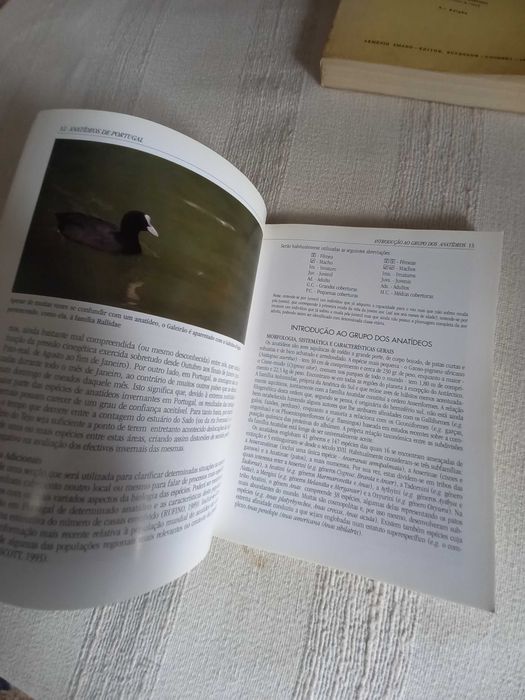 Anatídeos de Portugal espécies de patos em Portugal