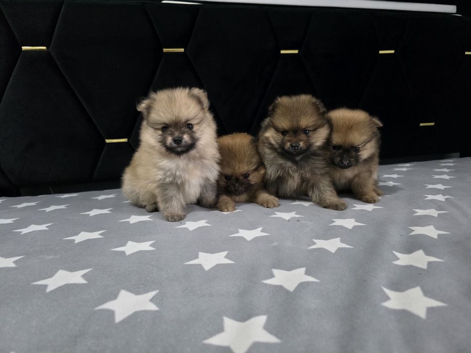 Szpic miniaturowy pomeranian