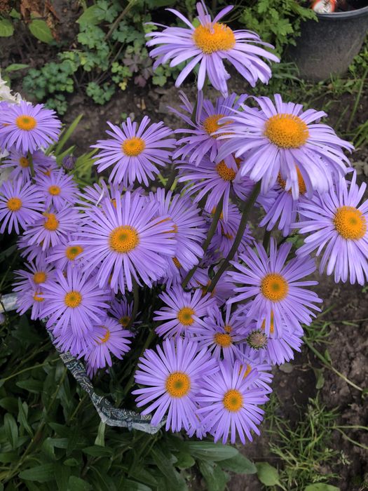 Гібіскус та ромашки фіолетові