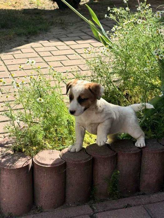 Suczka Szczeniak Jack Russell Terrier