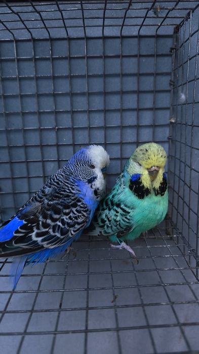 Casal periquitos ingleses