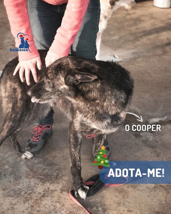 Cooper - cao de porte grande