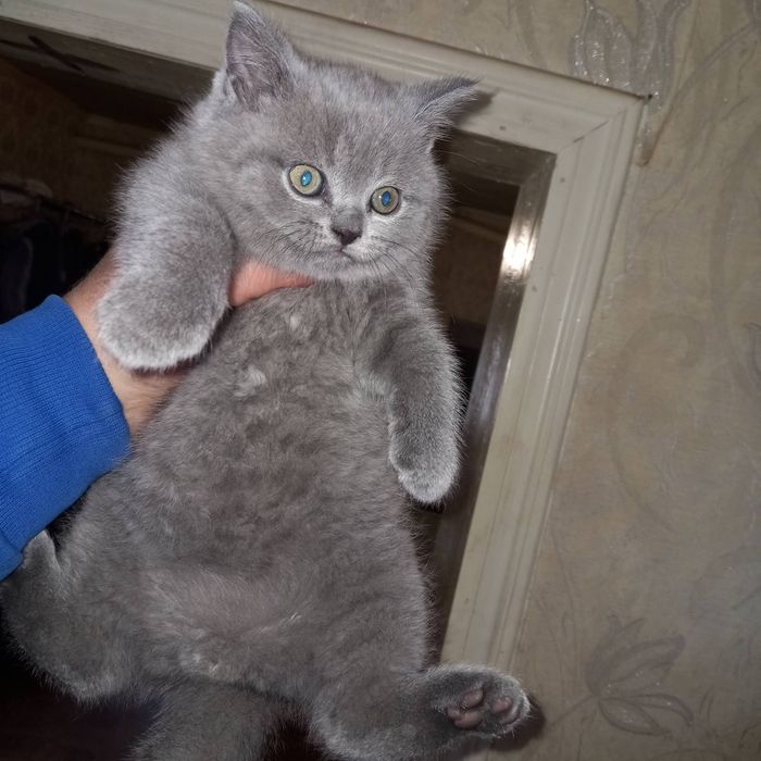 Вязка британский кот прямоухий