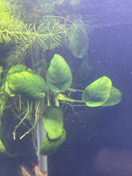 Акваріумі креветки sakura/blue dream,рослини для акваріума