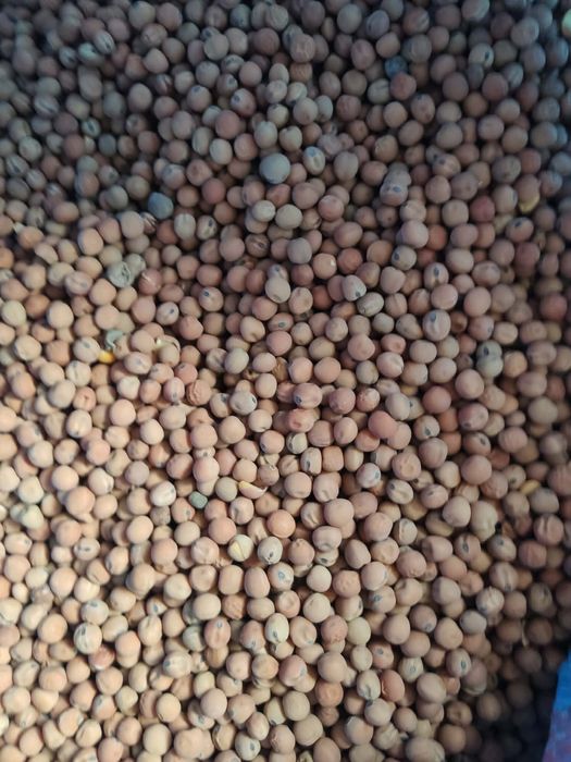 Pelucha (groch siewny), cena 2 zł/kg