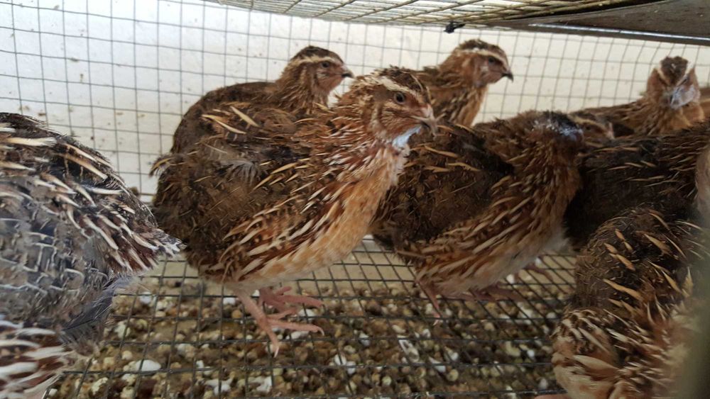 Przepiórka kurka Nioska