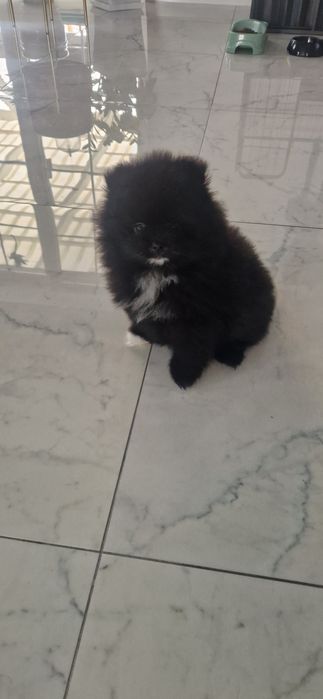 Szpic miniaturowy Pomeranian