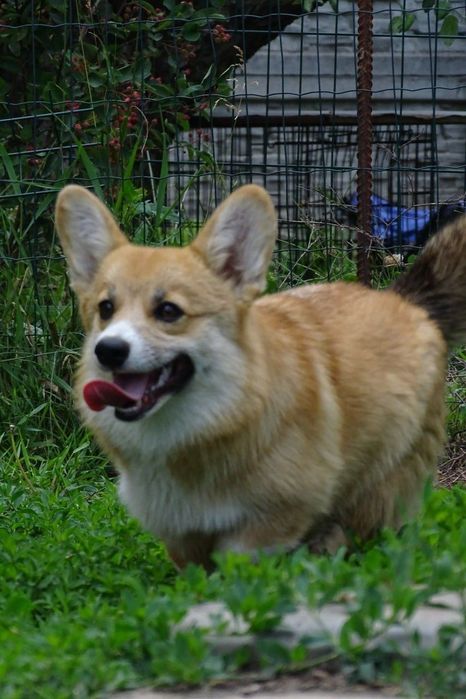 Перспективна коргі