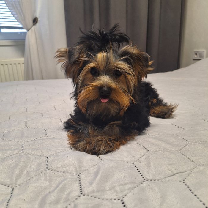 Йорчики малюки. Чикають)