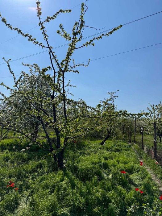 Продаж дачного будинку з ділянкою 7 соток, 16 кв. м