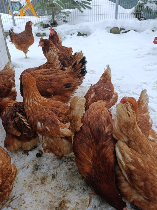 Kury nioski Novogen 24 tygodnie .