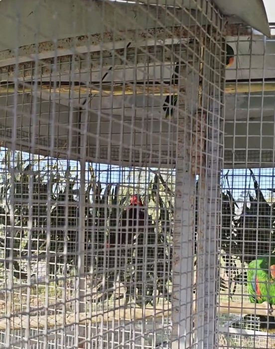 2 casais de papagaios ecletus. Troco por  arara criada a mão no mesmo valor