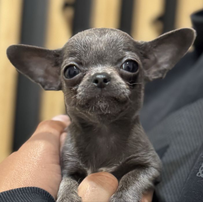Pies Chihuahua Niebiesko-bialy Max