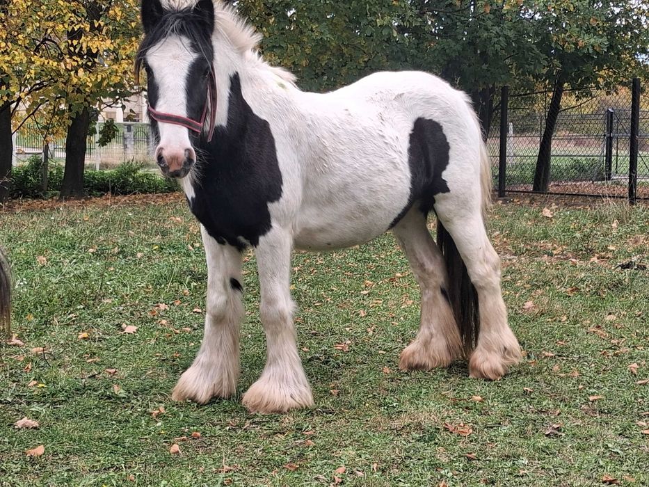 Klacz tinker gypsy cob