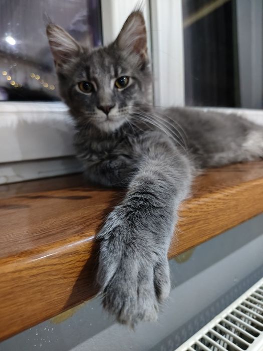 Maine Coon ostatnie dwa kocurki