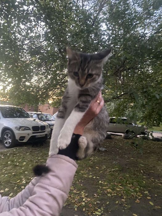 Котенок в заботливые руки бесплатно. котята. кошка. кошечка даром