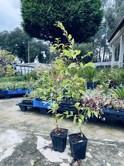 Eugenia myrtifolia vaso 2L