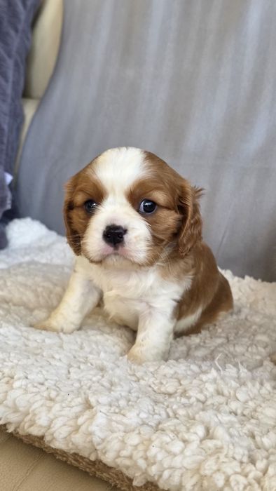 King Charles Cavalier Bicolor Fêmea
